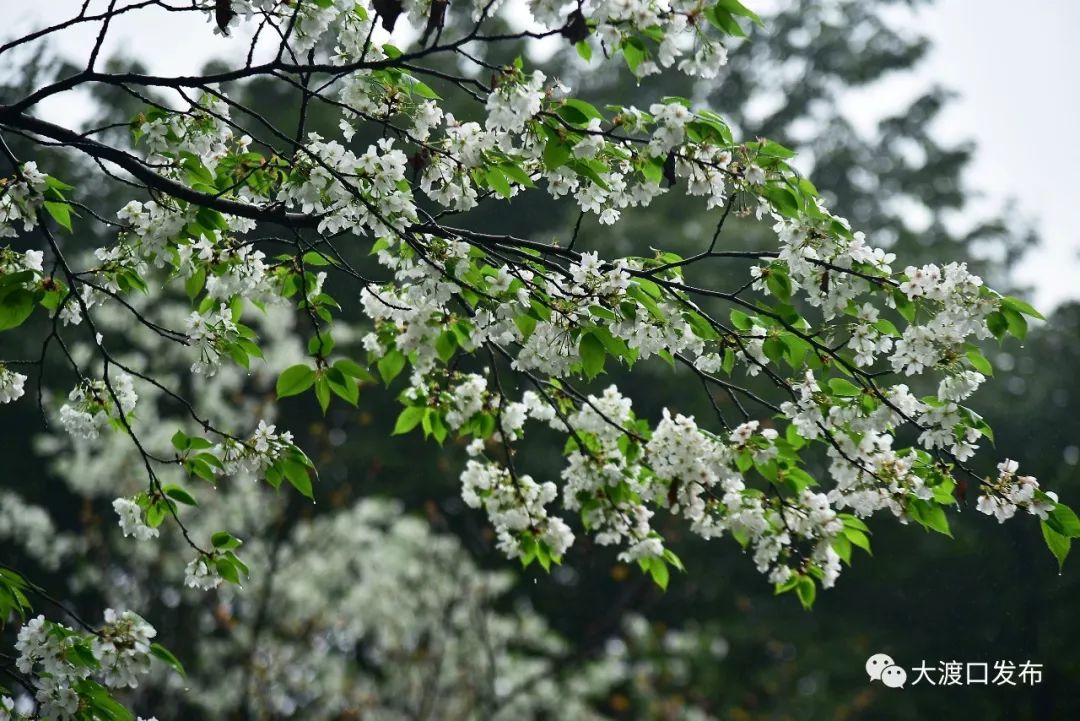 浸染了雨水的花瓣 交通线路:轨道交通2号线大渡口站下,往东200米 跳