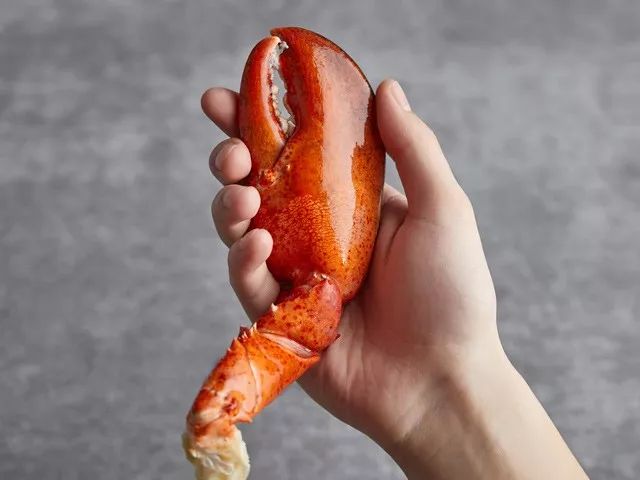 大龙虾的鳌里也全是肉,一只龙虾鳌竟比手还长!
