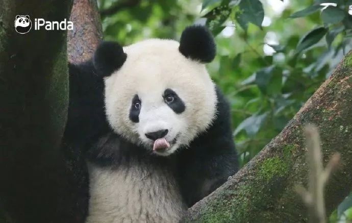 天啊！太萌了！為什麼這麼萌！我為什麼沒有熊貓？ 未分類 第24張