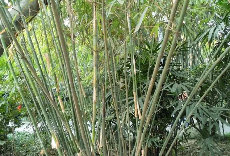 竹种类妈竹
