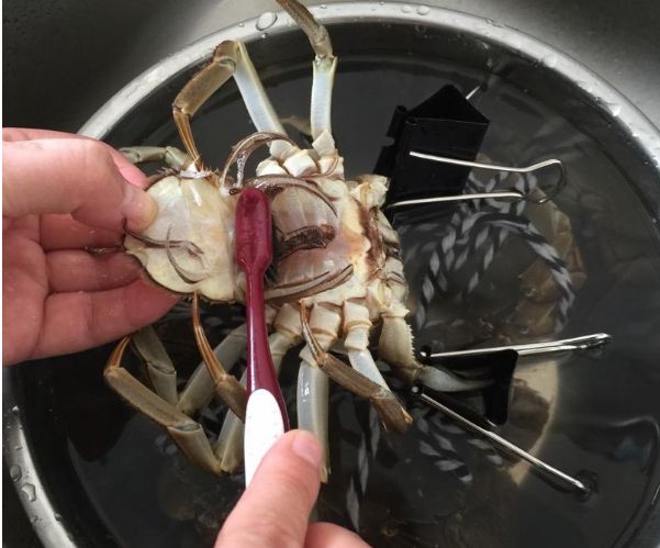 教你3招把螃蟹清洗的干干净净,简单快速不伤手