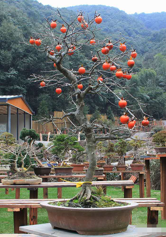 日本老鸦柿 日本原货进口老鸦柿,现已结果,火红的果子已挂满树枝,且