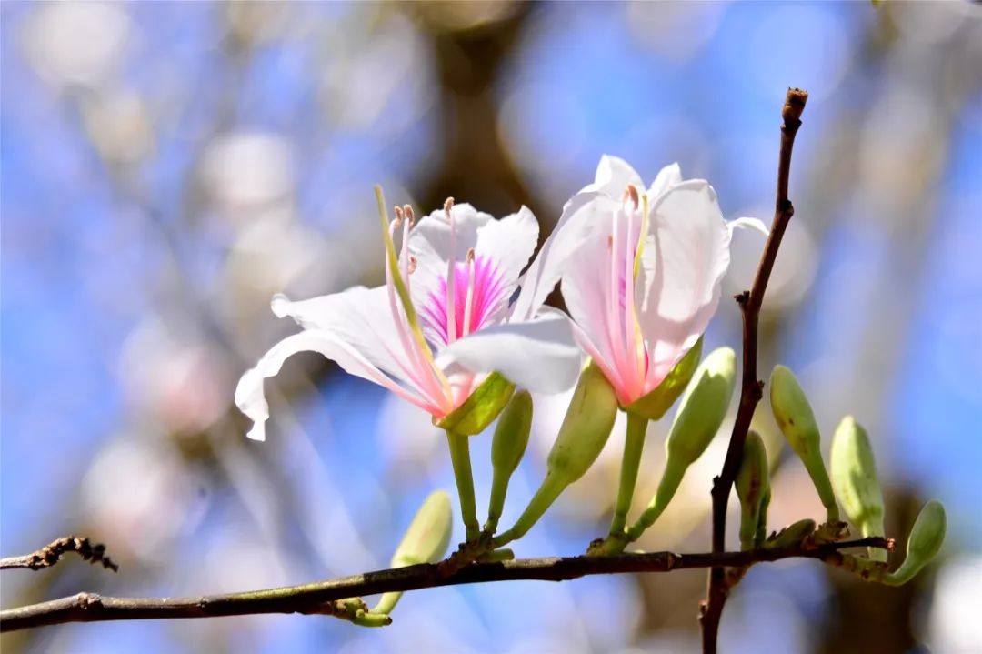 餐桌上的山珍,更是赏花人眼中的极品,那一树树缀满白色花朵的玉荷花树