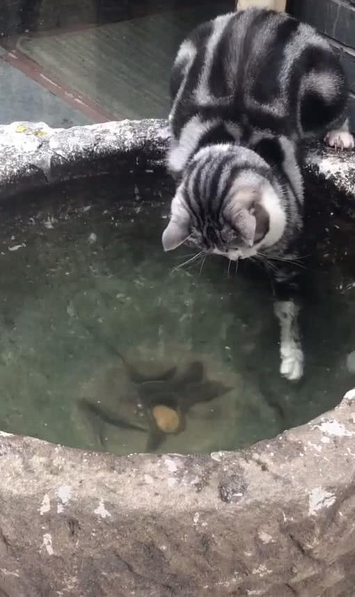 原創
            貓趴在水缸邊，爪子在水里不停攪合，男子感到好奇，看清後笑出聲 未分類 第3張