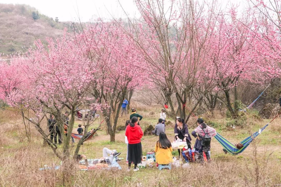 来大邑这三个网红点赏花不负春光不负你