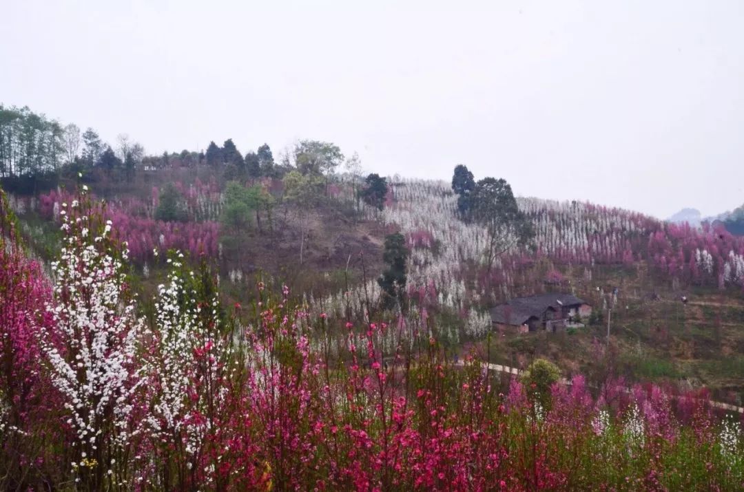 比如大邑县金星乡桃花寨,每年都能火爆成都驴友,耍娃儿们的微博,朋友