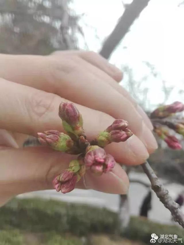 今日份的武汉大学樱花花苞～ 距离开花,不远啦