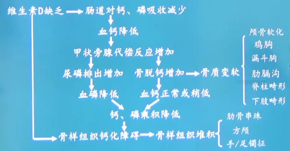 (1)促进肠道对钙,磷的吸收 (2)促进肾小管对磷的重吸收 (3)促进成骨