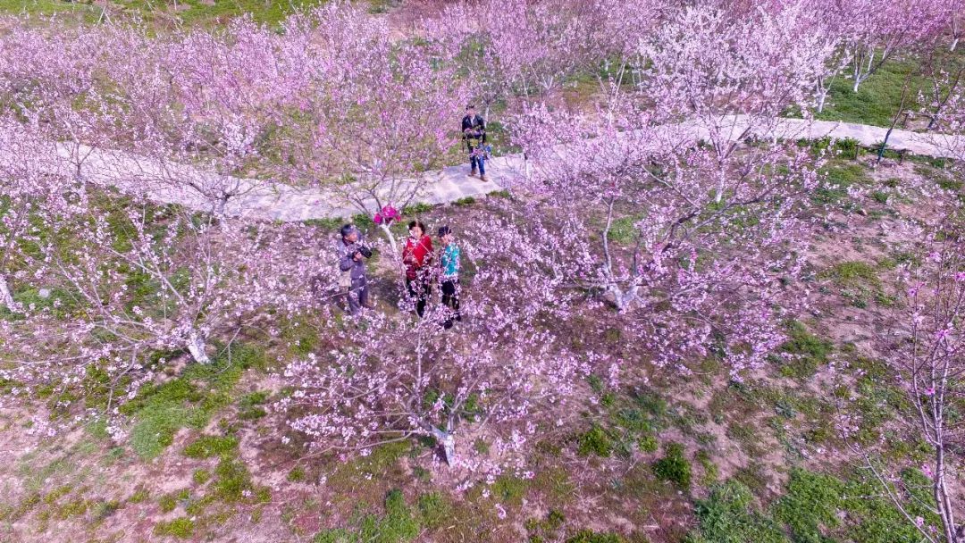 收下这份赏花 尝鲜指南,开启春天踏青模式!