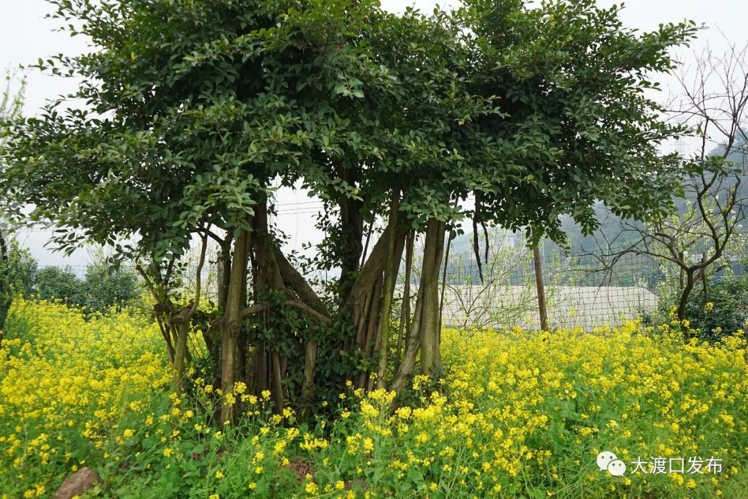 跳磴镇听风塘的油菜花开了 满山遍野开的都是 金黄色的花海让人心旷神