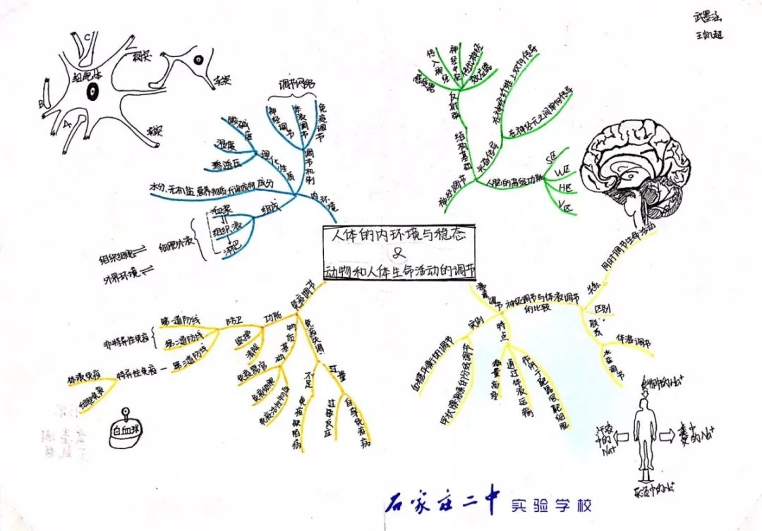 高二年级开展生物概念图展示活动