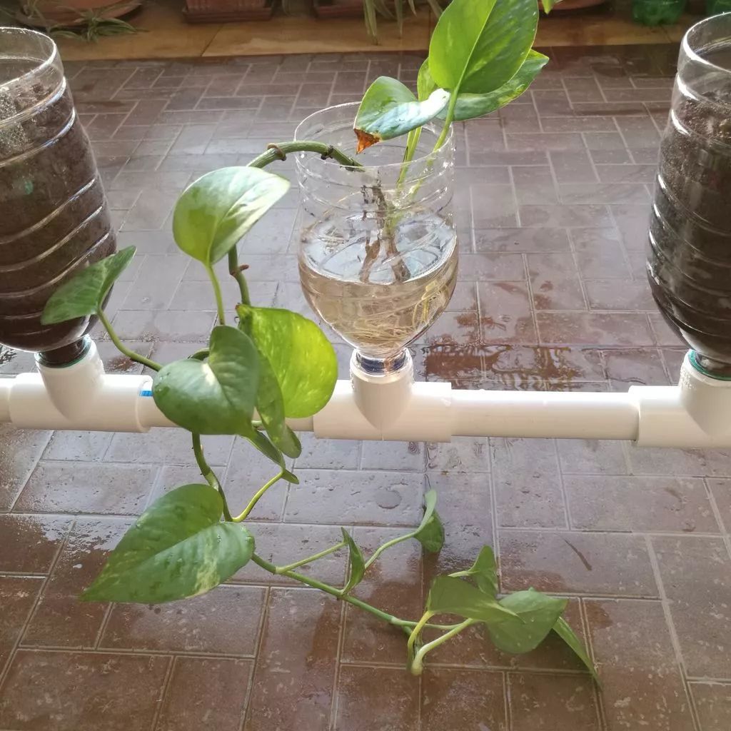 pvc水管和塑料瓶diy水培植物景观,制作自动吸水的室内