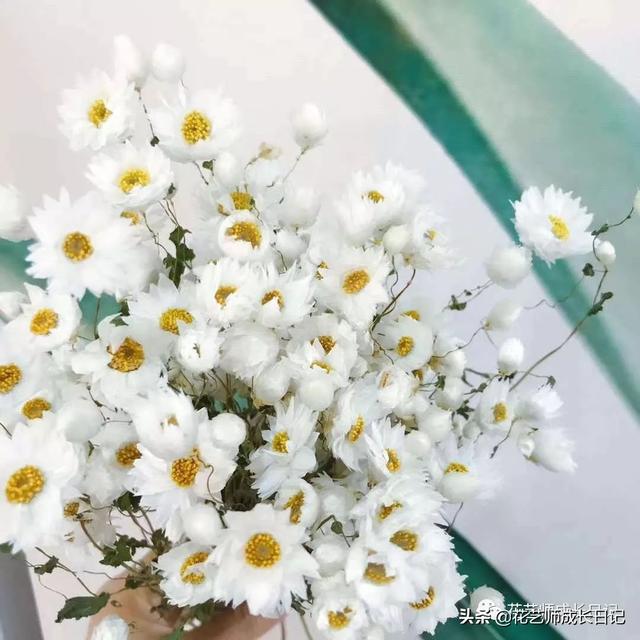 鲁丹鸟 | 花瓣透明似羽毛,花形灵动如小鸟,自然风花艺