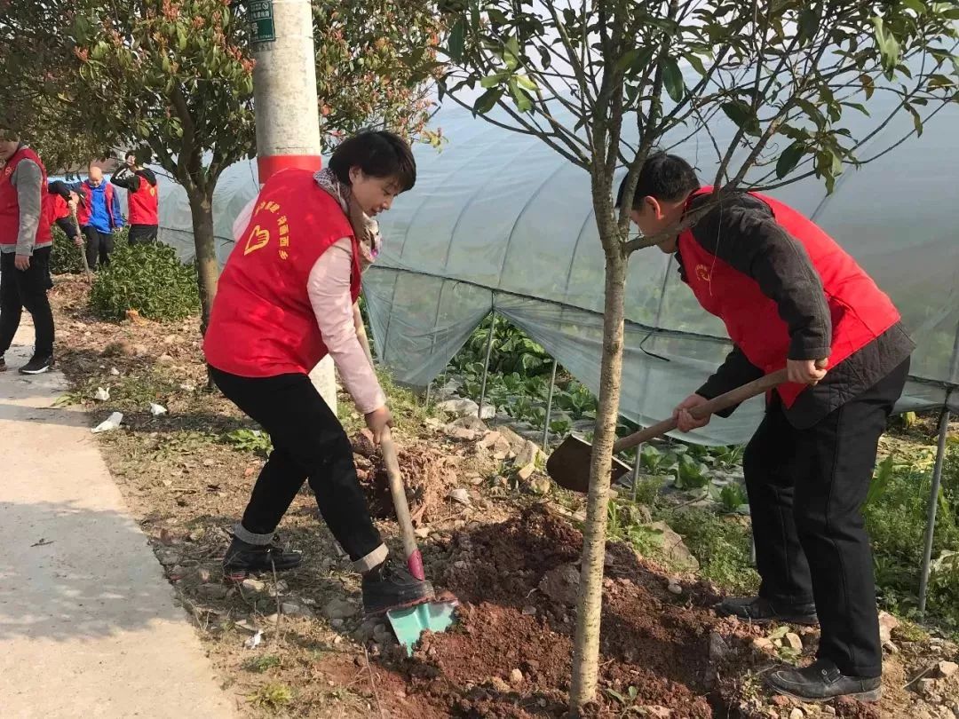 ▼ ▲新建镇党员干部带头开展植树活动,助力小城镇环境综合整治.