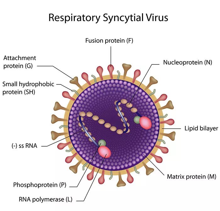 人类呼吸道合胞病毒(rsv)是一种引起呼吸道感染的合胞体病毒.