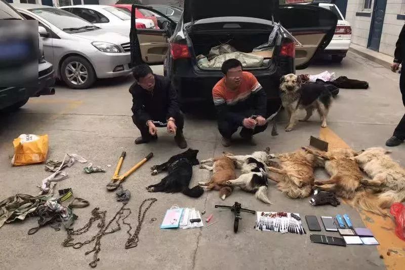 运城2名偷狗贼被抓后备箱发现多条狗尸体