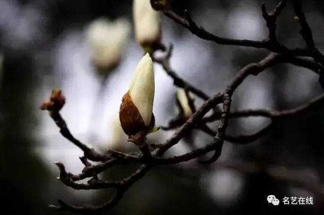 玉兰花的结构与组合 大花蕾:先画近处外层花瓣,再添加完整,最后画花萼