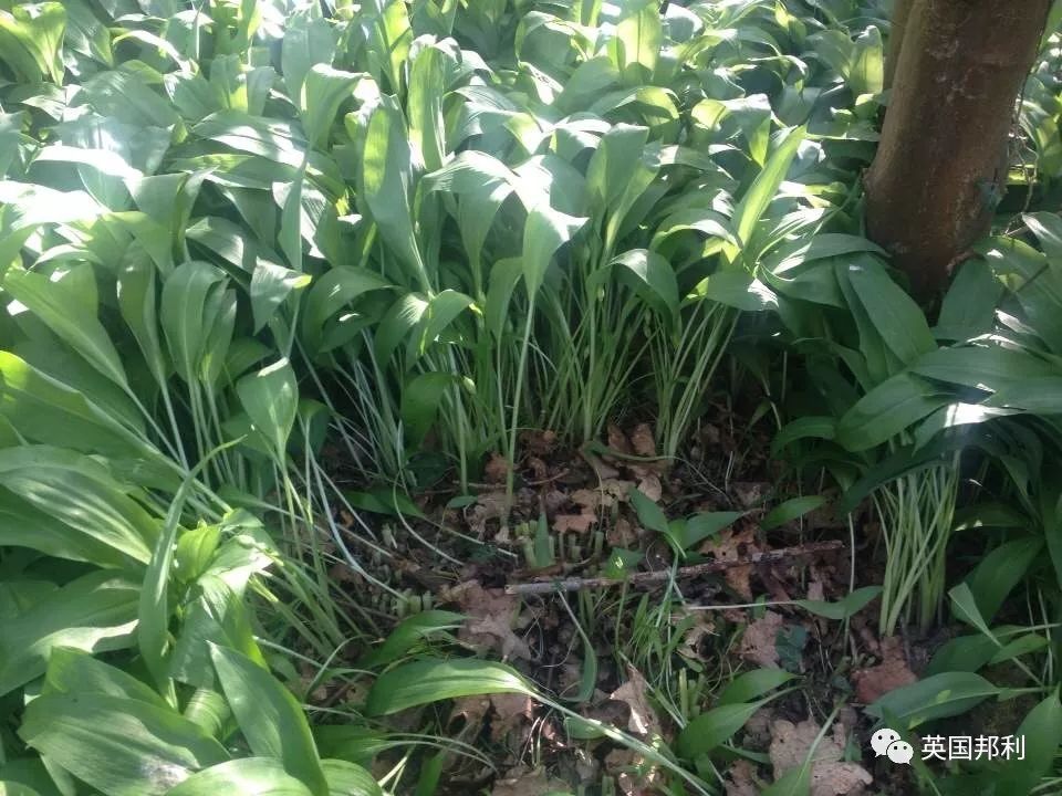 野韭菜,吃对补肾,误吃致命!这是一篇英国野韭菜食用指南