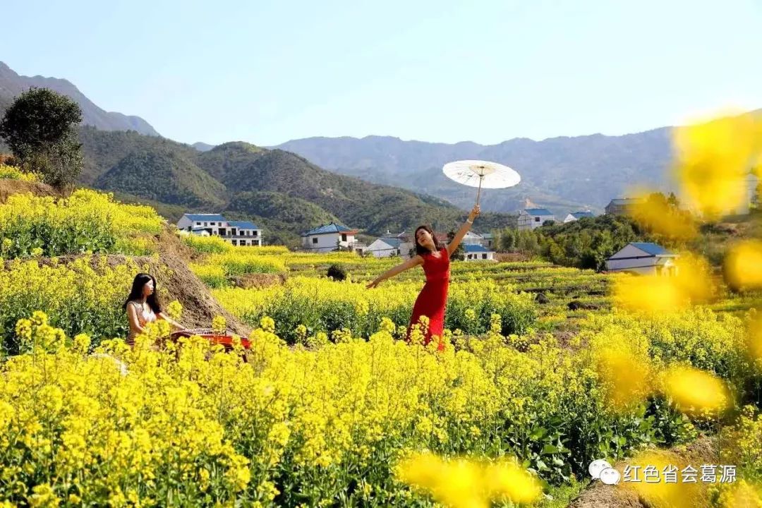 【人间三月 春游横峰】2019年红色葛源第三届梯田油菜花旅游节即将拉