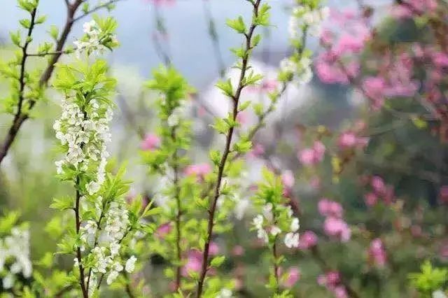 赏花期来了!江浙沪官宣踏青好去处,迎接春天的暴击