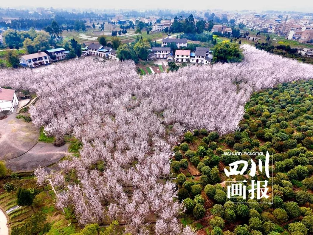 白庙樱花基地 华蓥山天池湖 (郑继明/轩视界) 返回搜