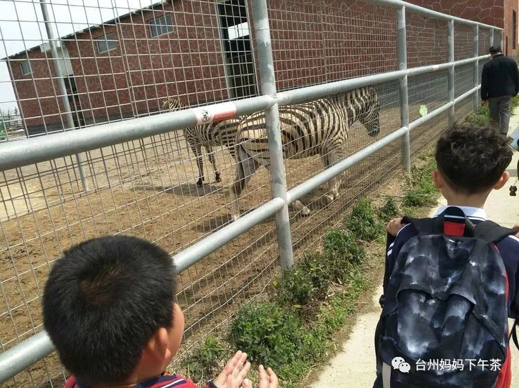 椒江中山小学一3班台州湾野生动物园研学之旅