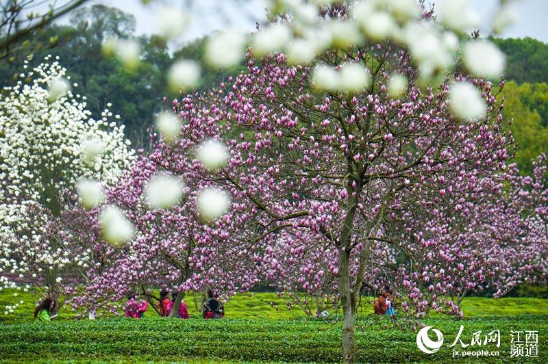 江西南昌 玉兰花开景色如画 凤凰沟