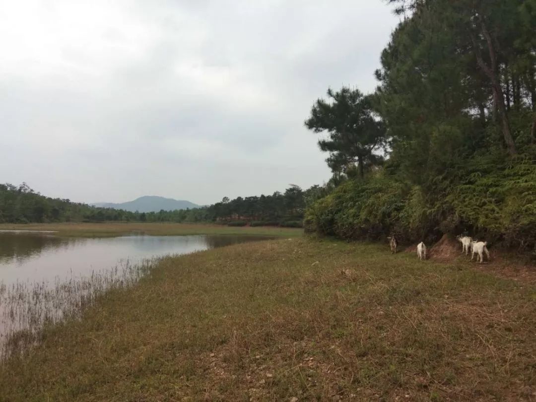 罗定自然风光之素龙鹤山水库,春游踏青的好去处