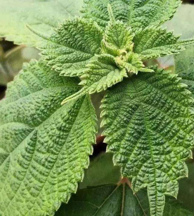 野线麻叶苦麻菜面蒿野豌豆锯草下面这些草草,你还能认出多少呢?