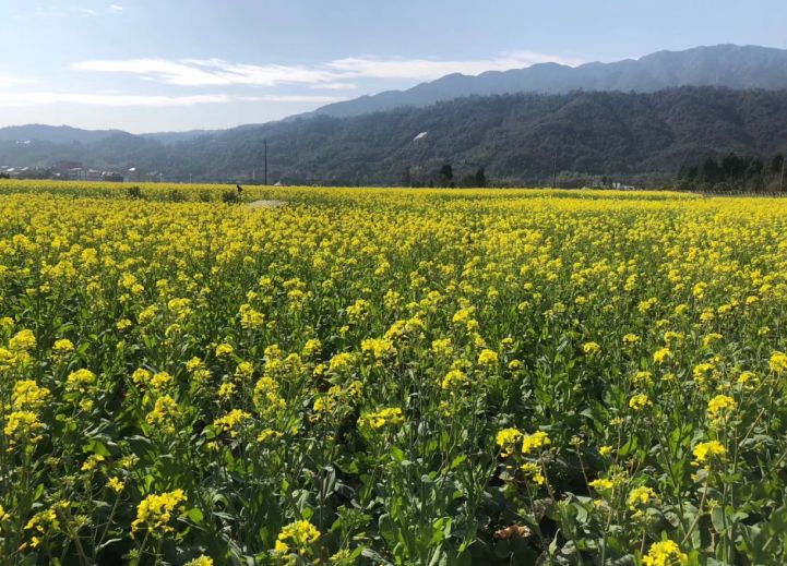 芙蓉镇良园村的油菜花也不逊色于小芙村哦,面积同样达千亩左右.