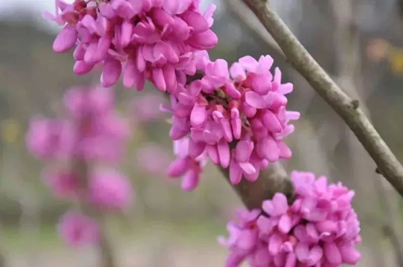 赤城山紫荆花花开成烟!来拍抖音就有2888元奖金等你拿