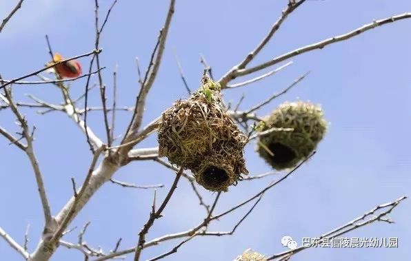 你看到过鸟窝吗 你在哪里看到过呢 如果你看到过鸟窝 那么你知道鸟窝