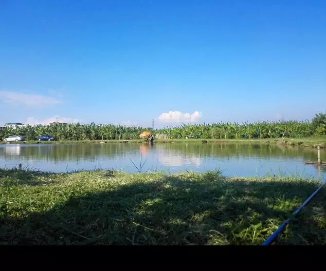 广州郊区钓水鱼,连连上钩,要是被咬一口死活不松开