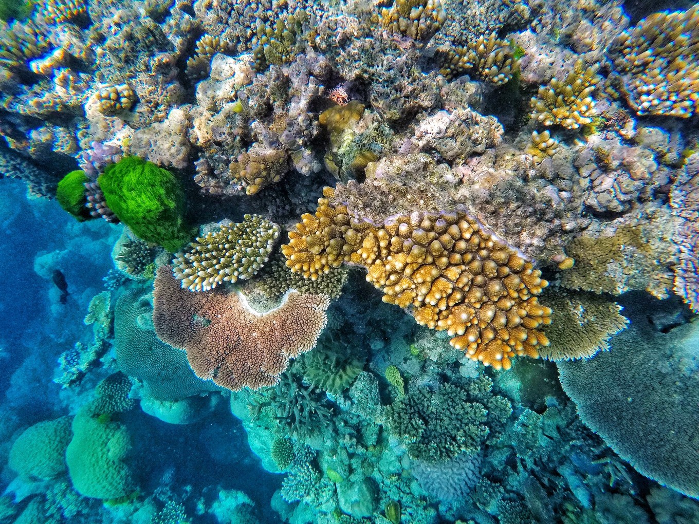 徐闻珊瑚礁国家级自然保护区_360百科