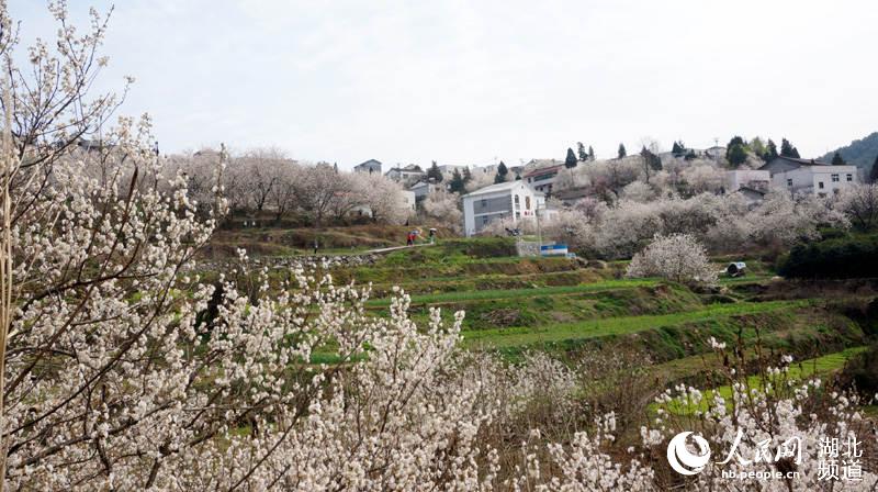 湖北十堰:樱桃沟春花烂漫 美景如画