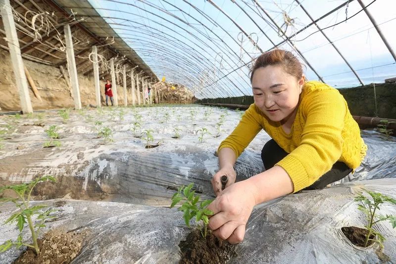 脱贫攻坚在行动 决肯村探索蔬菜销售新渠道