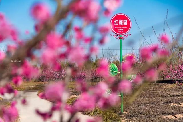 孟津私藏的花海小镇梅花盛开了太太太太美了