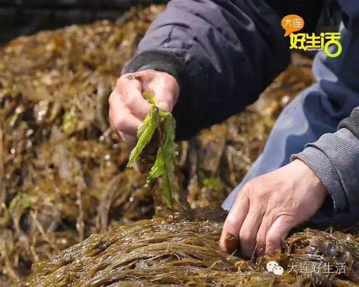 海麻线