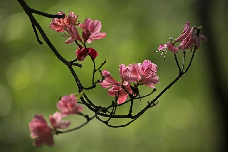 花朝节来了