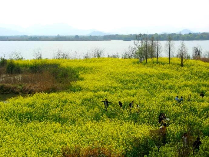 『湿地春色』泛舟最美湿地下渚湖,漫步油菜花田,品江南新市古镇慢时光