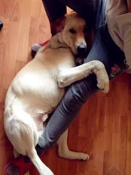 狗狗为什么喜欢抱大腿