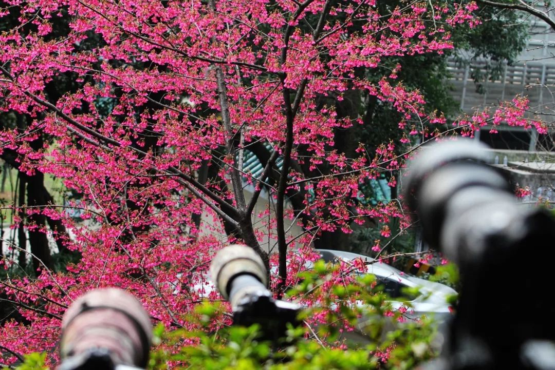 武汉大学樱花季今晚8点开约,21日起校园封闭管