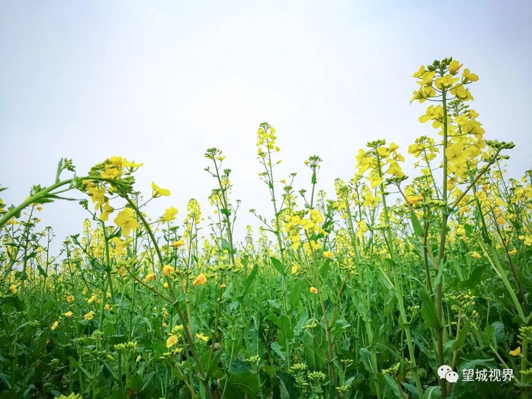 满目的油菜花 简直成了绿的世界 徜徉在油菜花海里 溢出浓浓的花香味