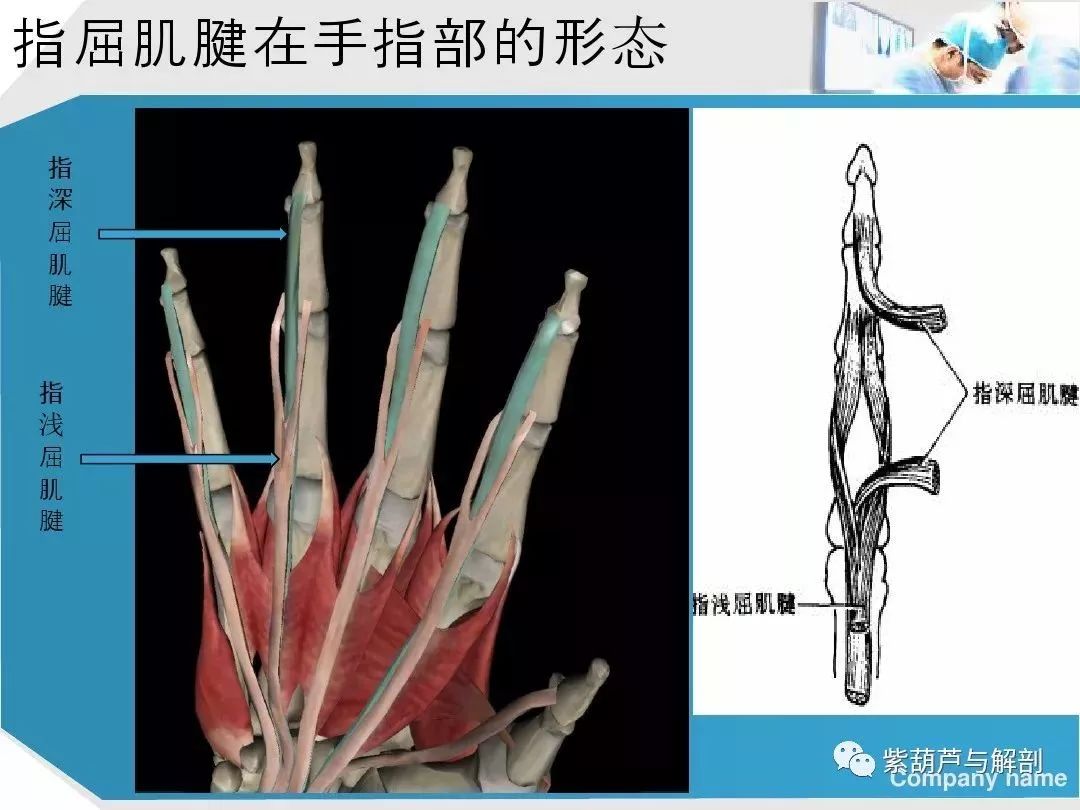 康复基础手部肌腱解剖及功能