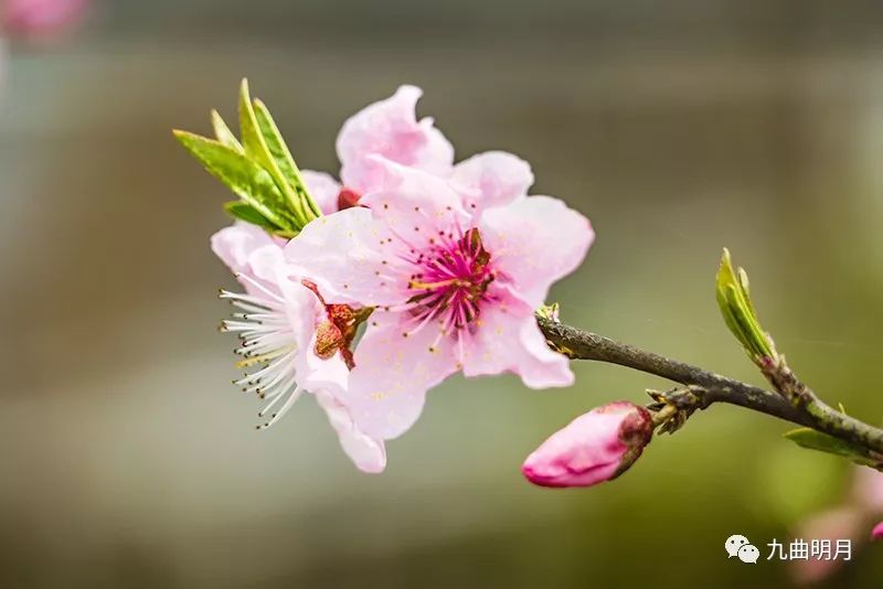 桃花开了,你还在等什么?