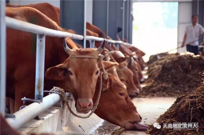 阳信"牛人"马文健:草原扶贫探索肉牛产业新模式