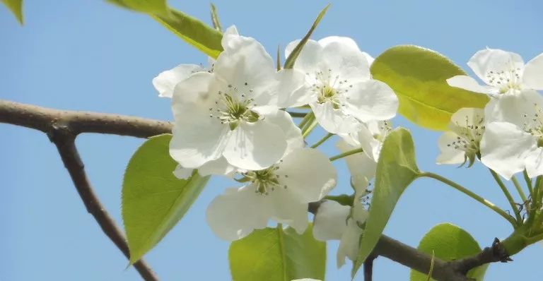 【悦读】花朝节的诗词和传统,一起来领略五彩斑斓的春天!