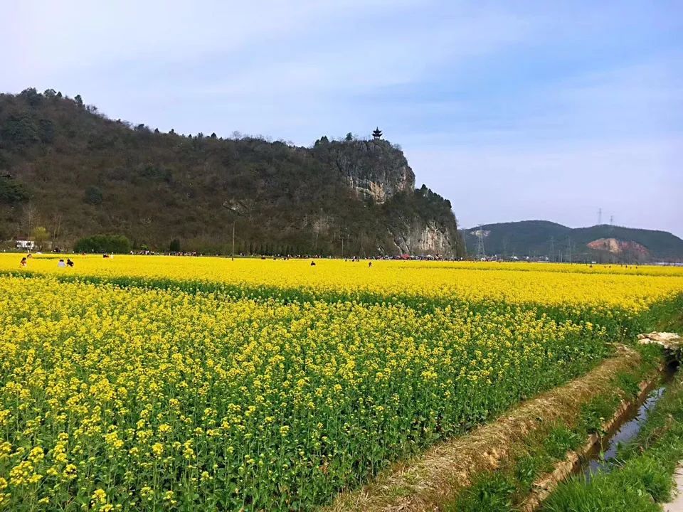 阳春三月,狮子山油菜花刷爆你的朋友圈!_泾县