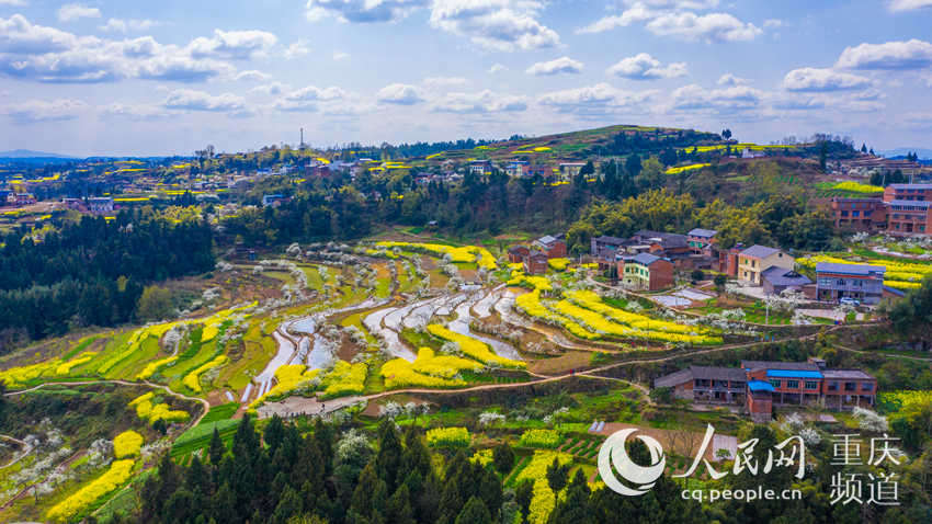 3月16日,重庆市梁平区曲水镇长榜村在地图中查看油菜花盛开,乡间田野