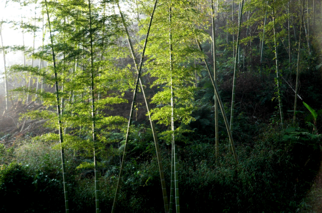 前来踏青游玩每年春季时分野水竹间清,满怀春意情巴勒山的春,美得诗意